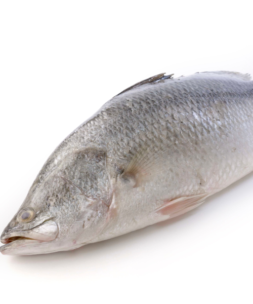 Barramundi