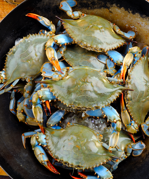 Blue_Crab