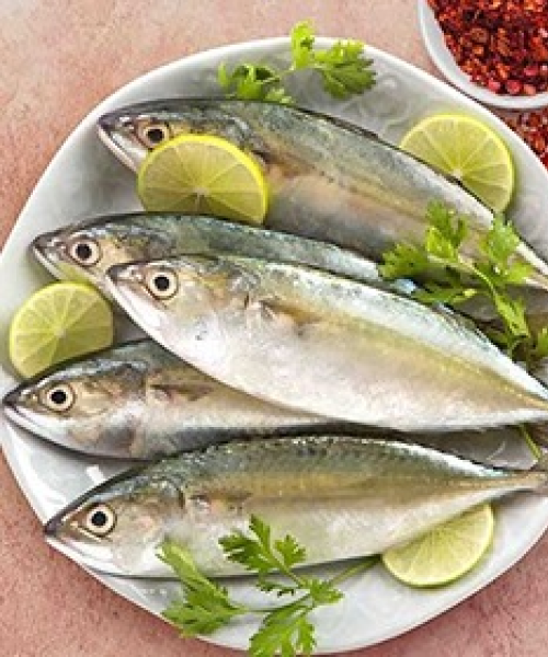 Indian_Mackerel_ayala