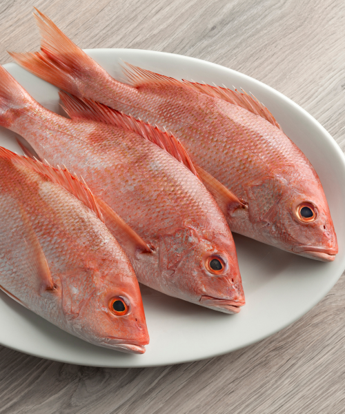 Red Snapper